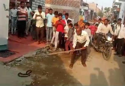 The snake was beaten to death and burnt with garbage.