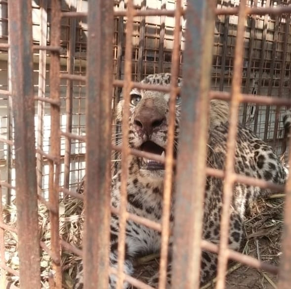 Two Guldars trapped in cage in Khatriwala
