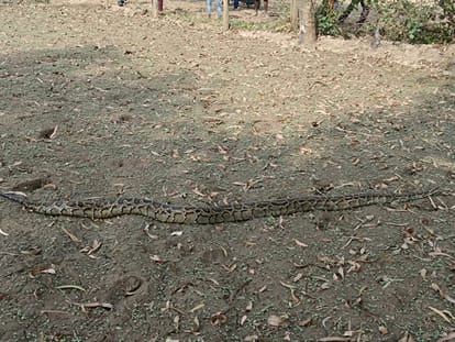 Python came out in the field, crowd gathered to see it