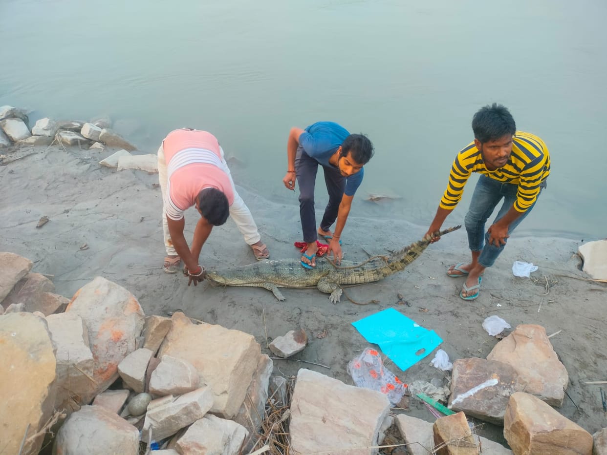 Crocodile seen in Khirkiya pond, released in the river