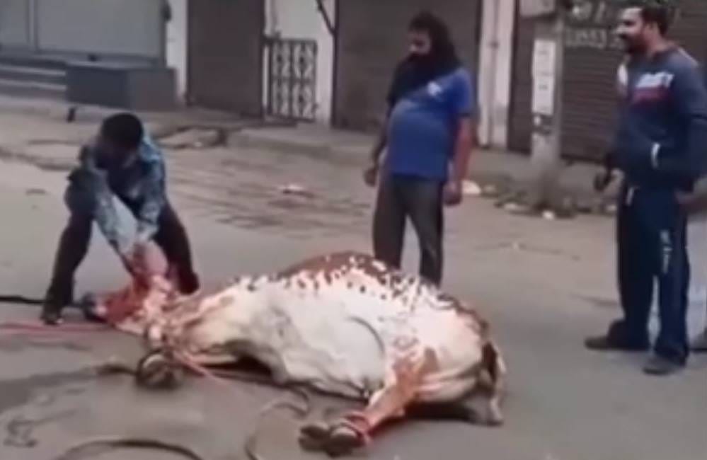 Bull created ruckus at Ravidas Chowk, picked up pedestrians and threw them down
