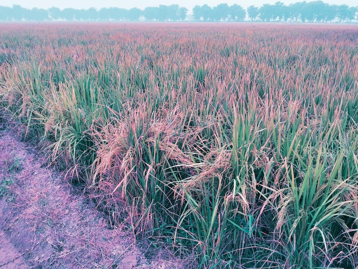 One lakh acres of paddy crop is currently ripening in the fields