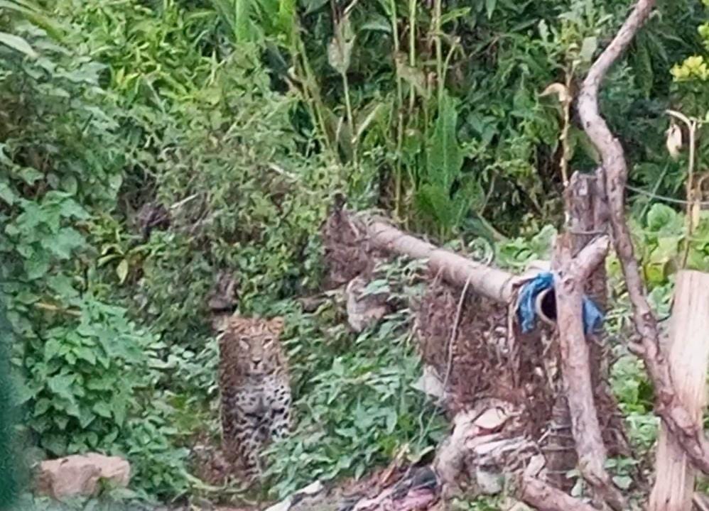 Villagers in panic after seeing two leopards in Kanara village