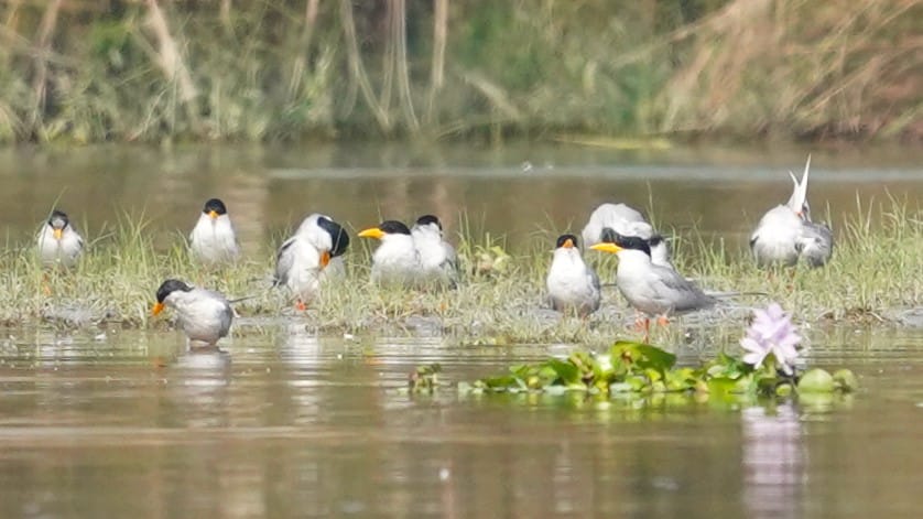 With the onset of winter, the wetland became buzzing with birds, 7000 birds of 83 species were found.