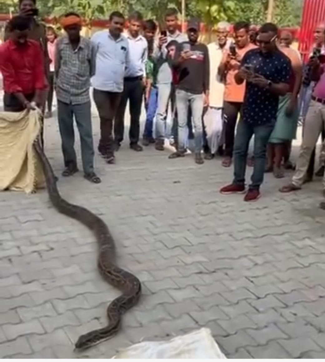 Python caught from CO office premises