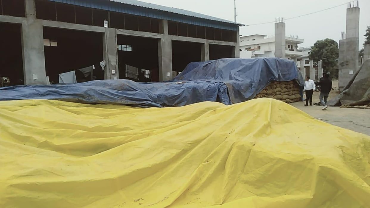 dhaan crops secure in ponta sahib