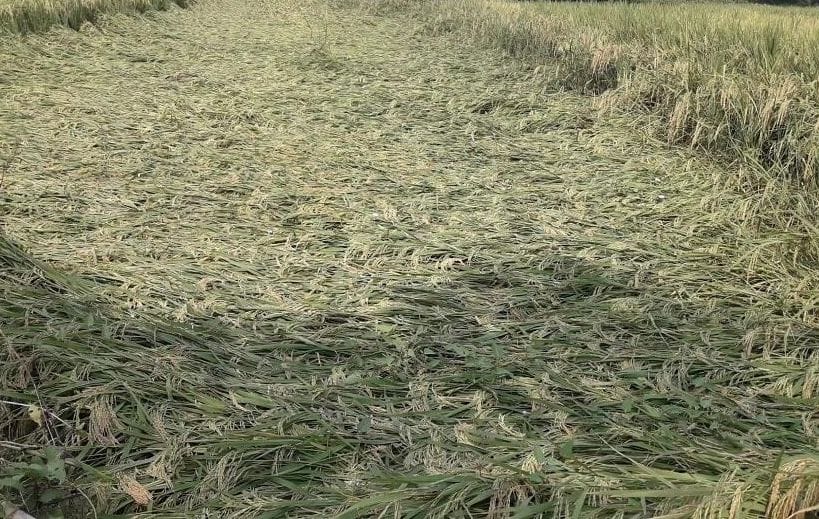 Weather changed due to rain, paddy fruits fell