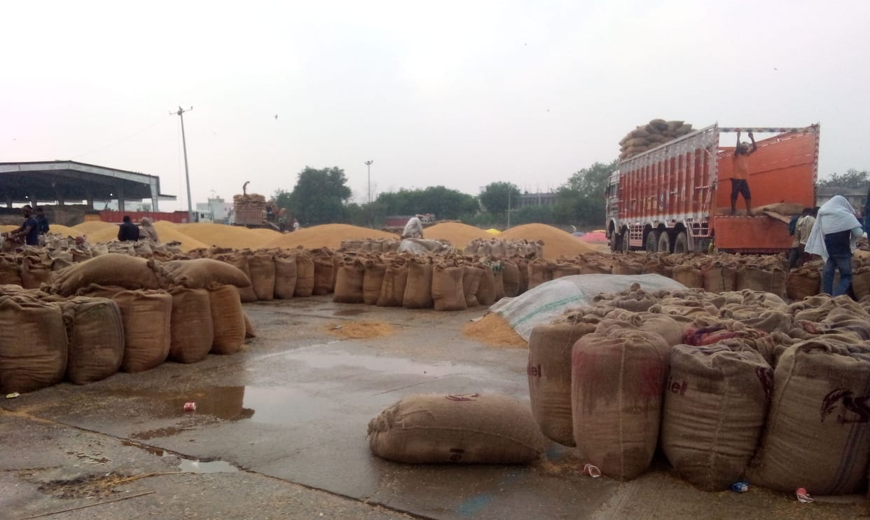 Wet paddy in grain market, no tarpaulin for protection