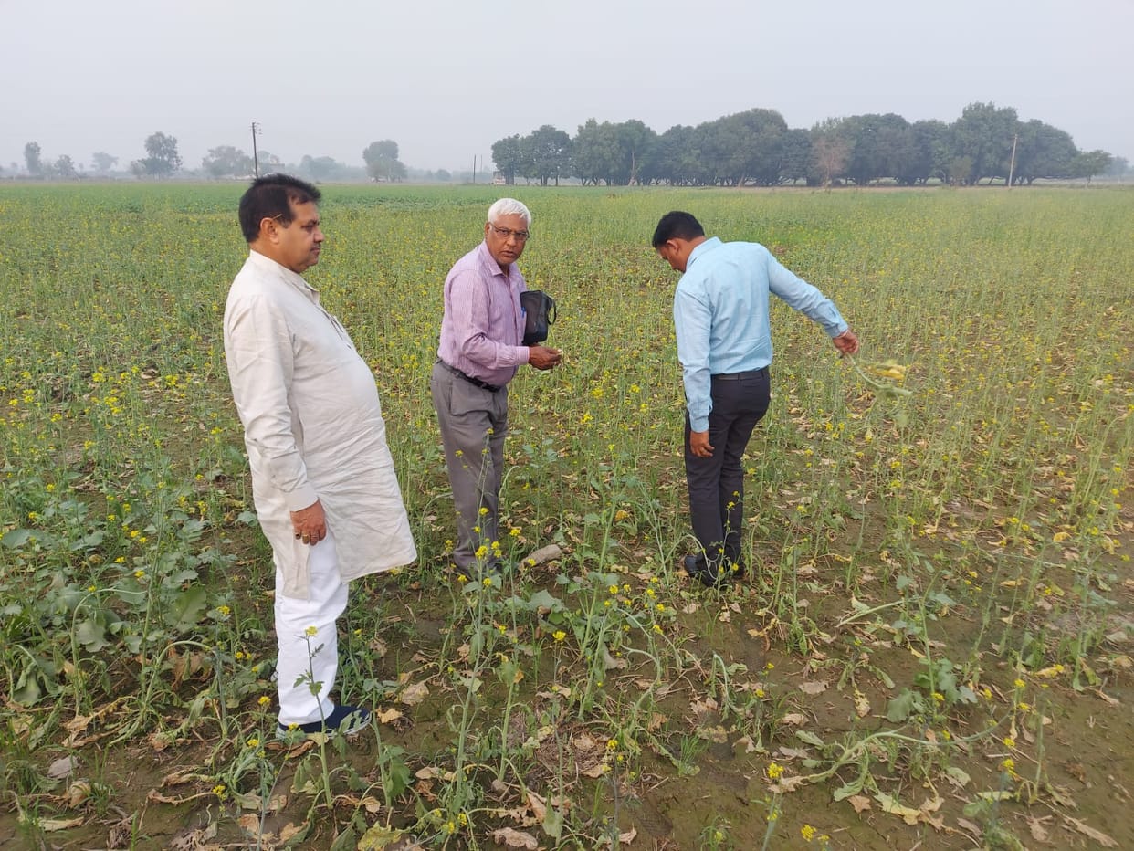 The mustard crop withered and fell as soon as it was irrigated