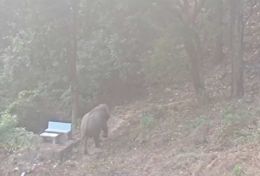 Elephant knocking in Purnagiri Dham