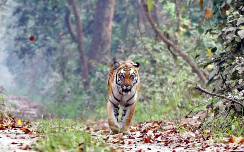 UP: Tourism circuit will be developed to see tigers, four lane road will be built in Dudhwa, Katarniaghat