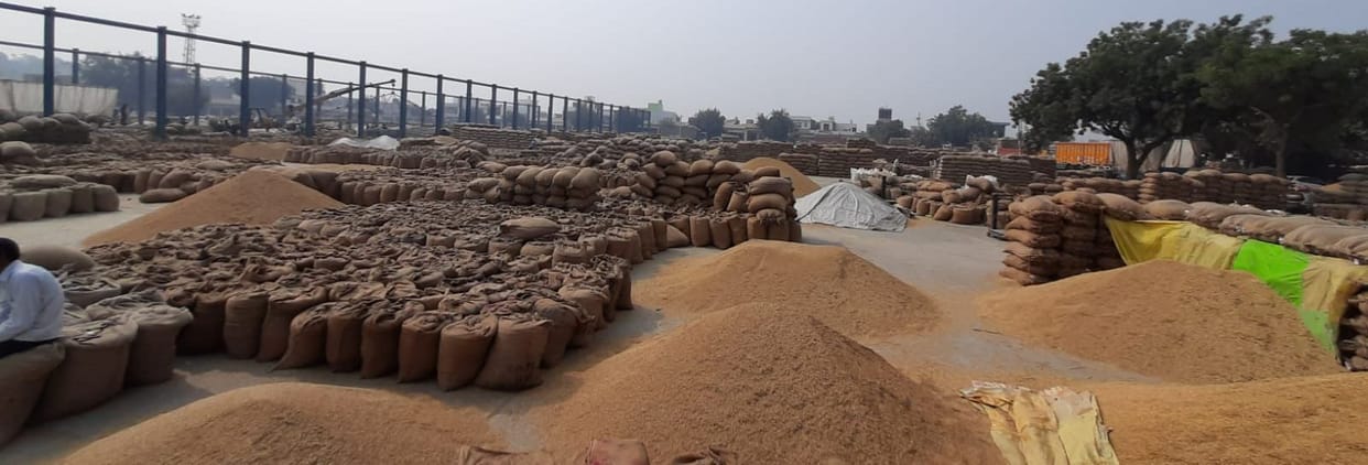 After rain, 30 thousand quintals of paddy sold in city grain market
