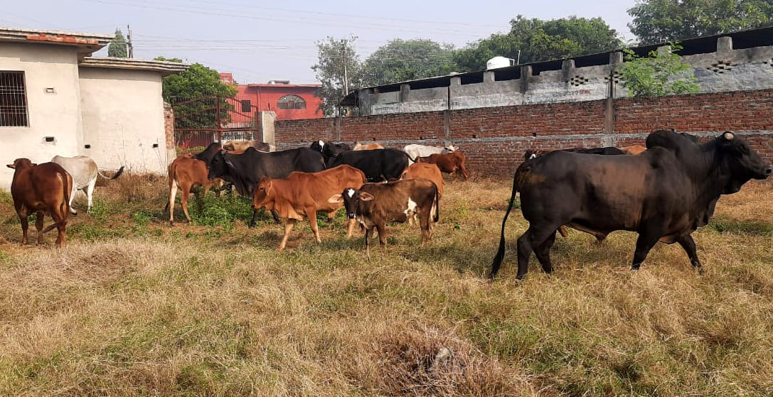 Farmers confined stray animals in farm houses