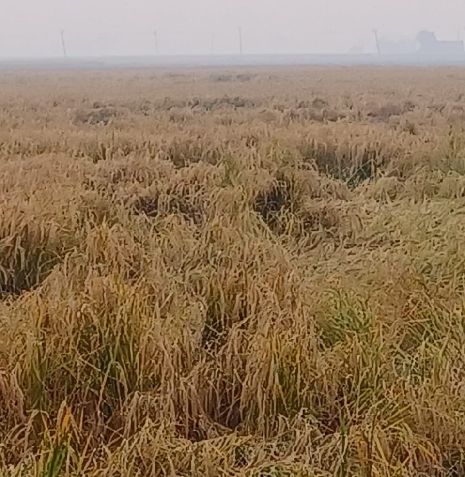 Paddy is still standing in the fields, government ordered to stop purchasing after 15
