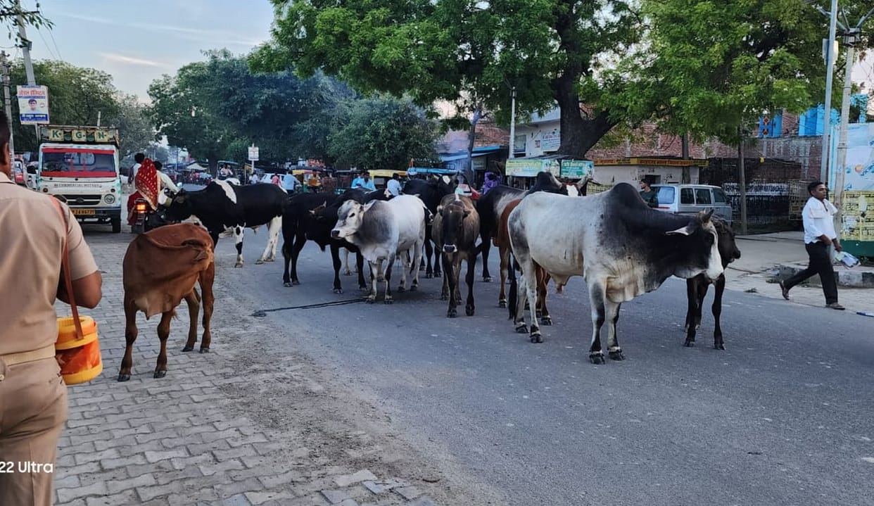 plan to remove stray animals and buffaloes from roads is limited to mere claims