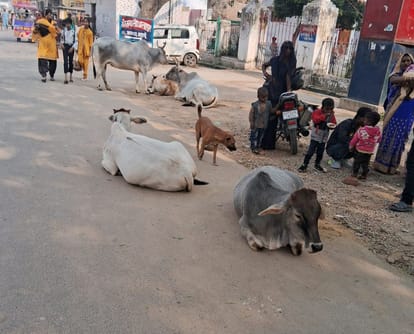 There is shortage in catching stray animals, more are roaming on the streets than in cowsheds.