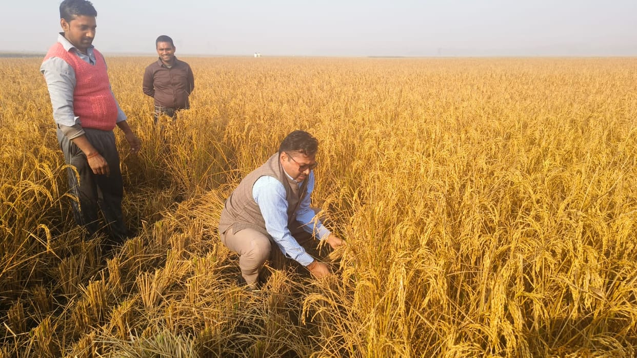 SDM himself harvested paddy and got to know about the yield.