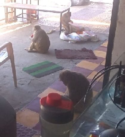 People fear due to monkey menace in Kulan