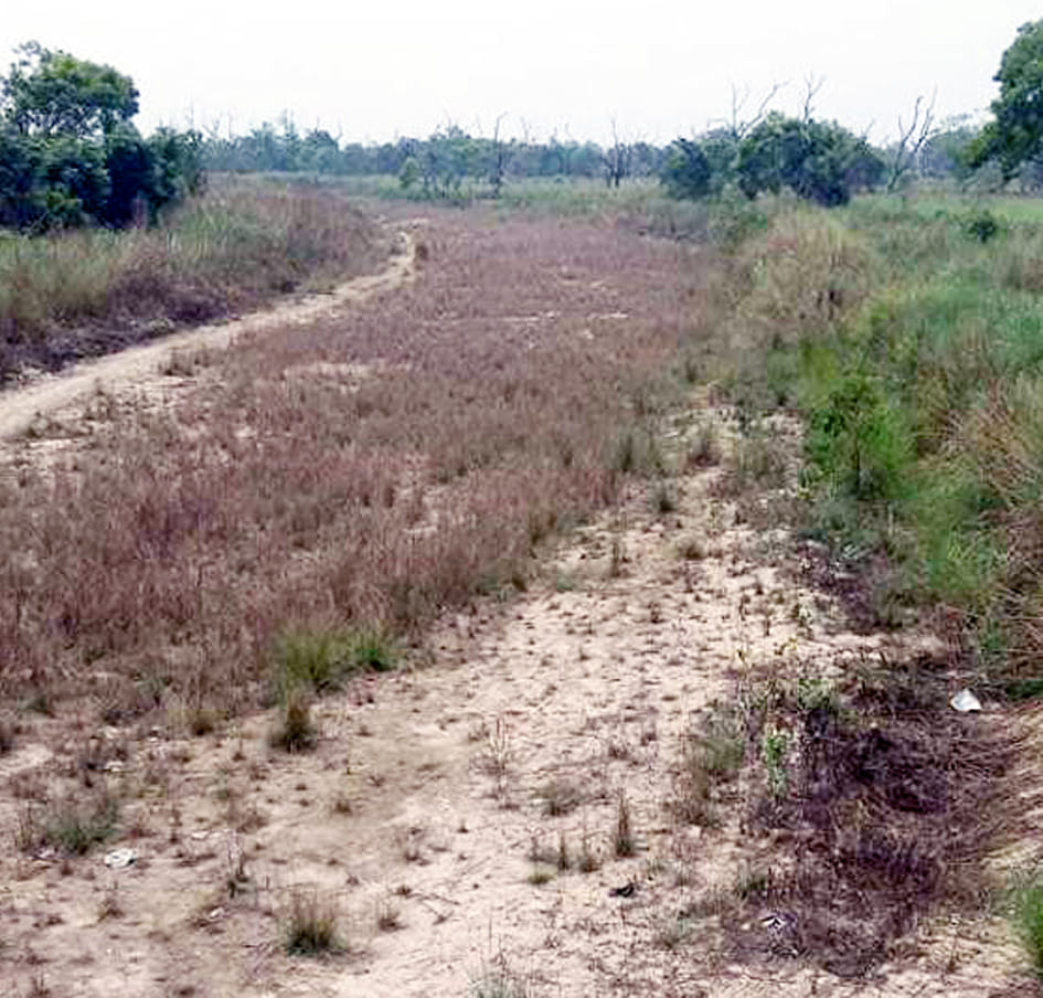 Dudhwa's lifeline Suheli river has not been cleaned for years