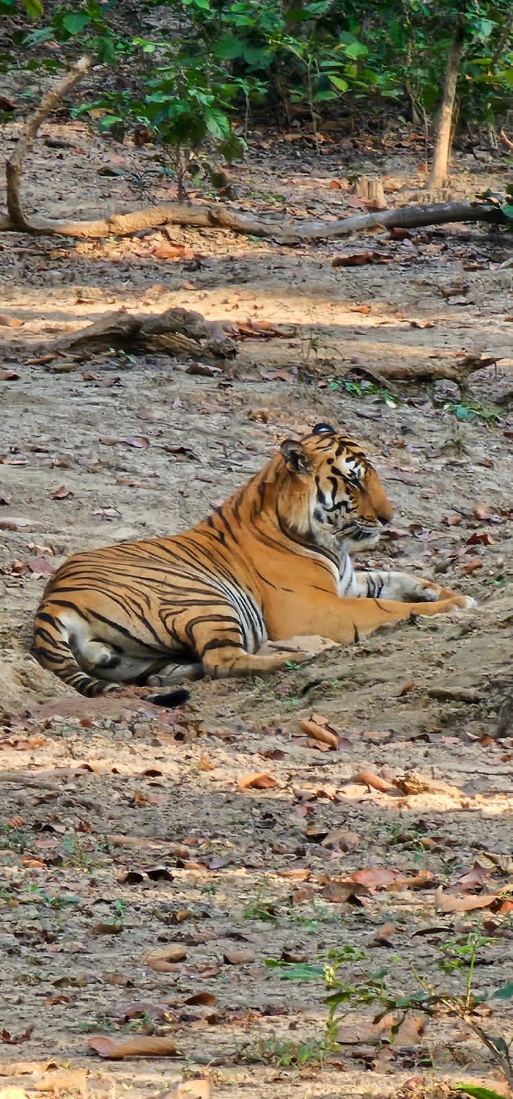 A group of tourists saw a herd of tigers and elephants in Amangarh.