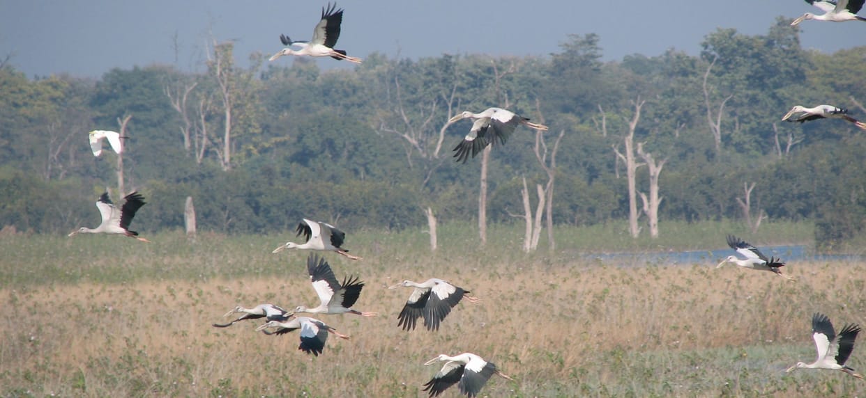 Sohelwa Century started resonating with the chirping of foreign birds