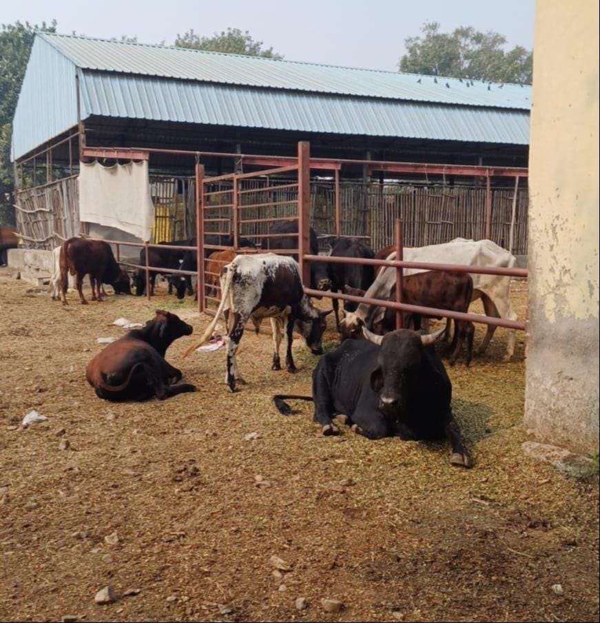 In Muzaffarnagar, cattle farmers are abandoning cows as soon as they give up milk.