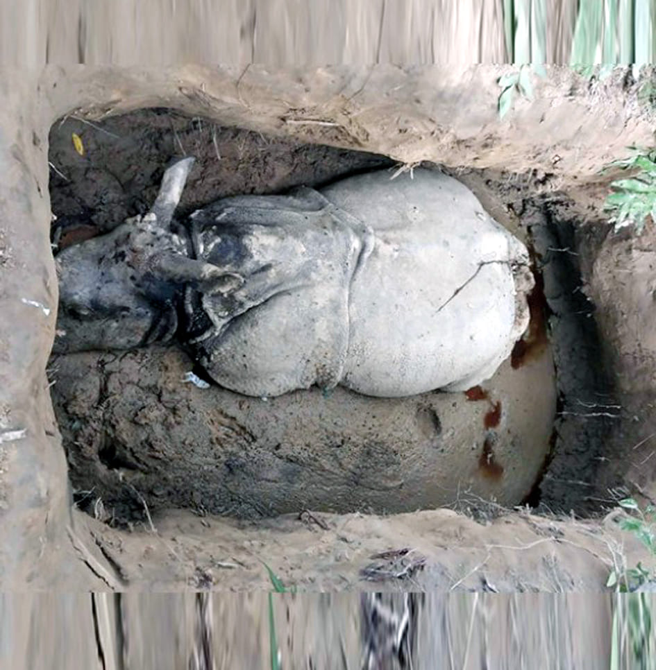 Hunters killed two rhinos and took away their horns