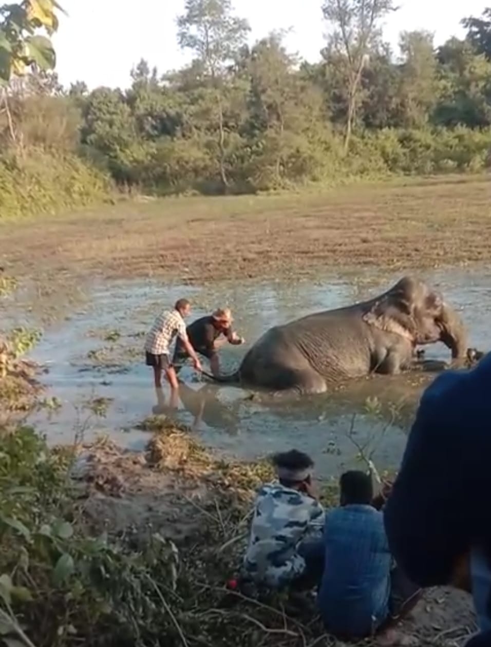 Veterinarians treated the injured female elephant