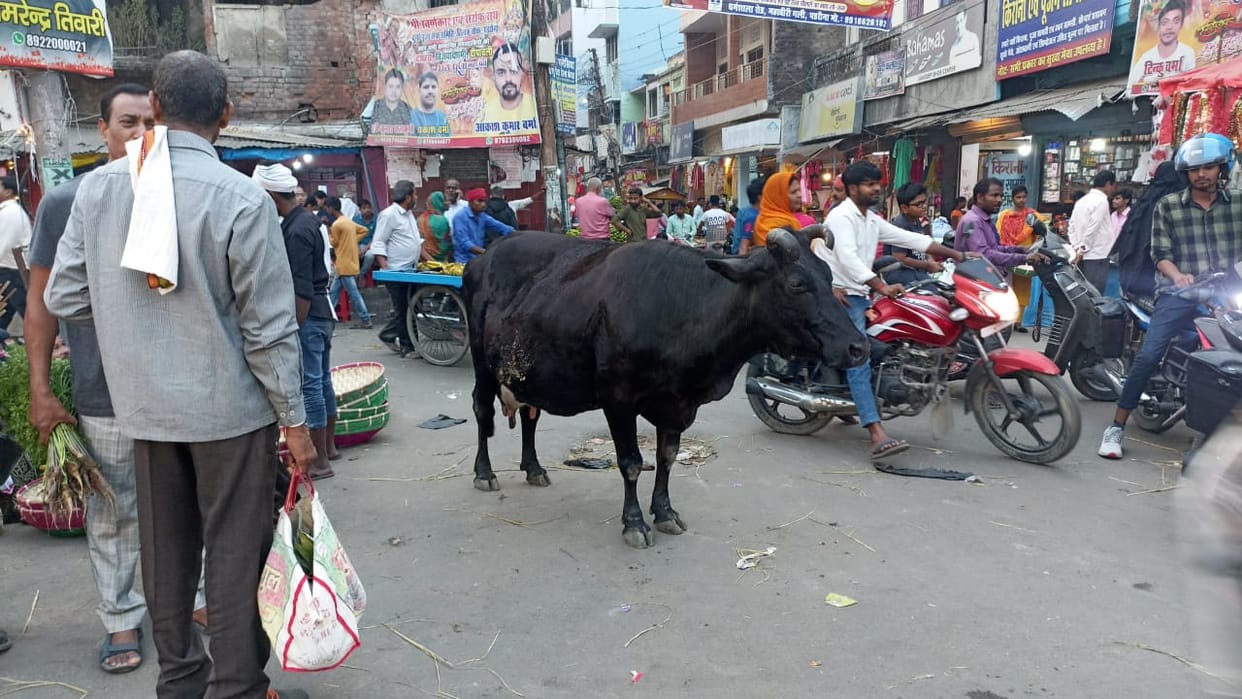 Animals left loose during festivals are increasing the problem and causing traffic jams.