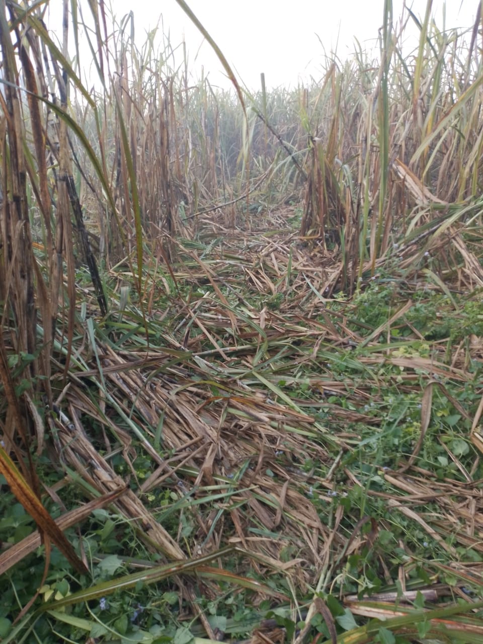 Elephants crushed the sugarcane of four farmers