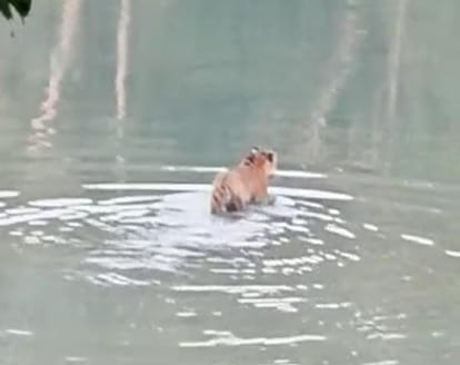 The tourists were happy to see the tiger roaming in the canal