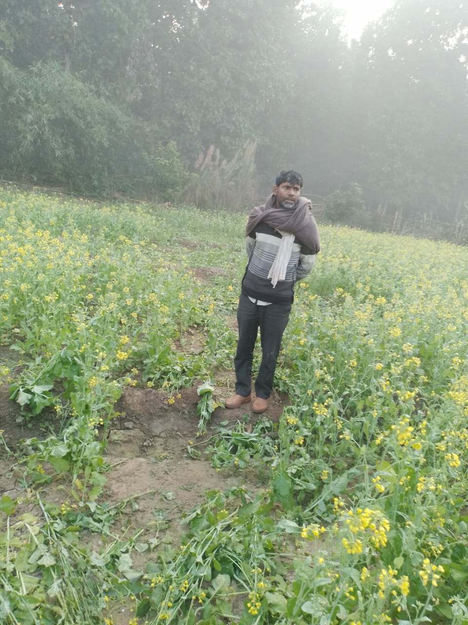 Nepali elephants trample Lahi and sugarcane crops