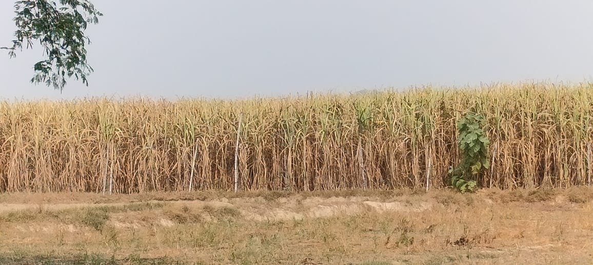 Sugarcane crop starts drying up prematurely, farmers worried