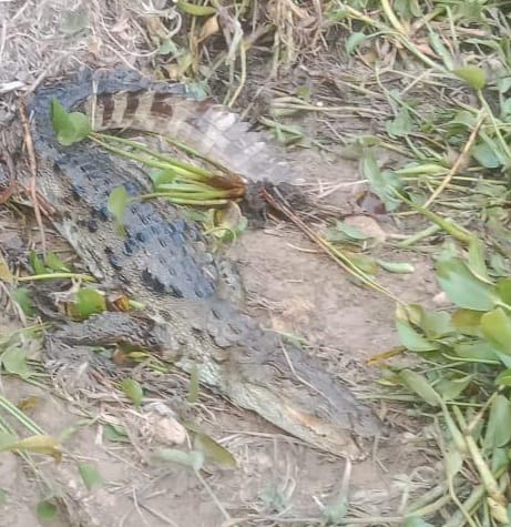 Villagers scared after seeing crocodile in pond adjacent to populated area