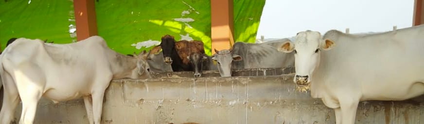 animals in bad position in goshala