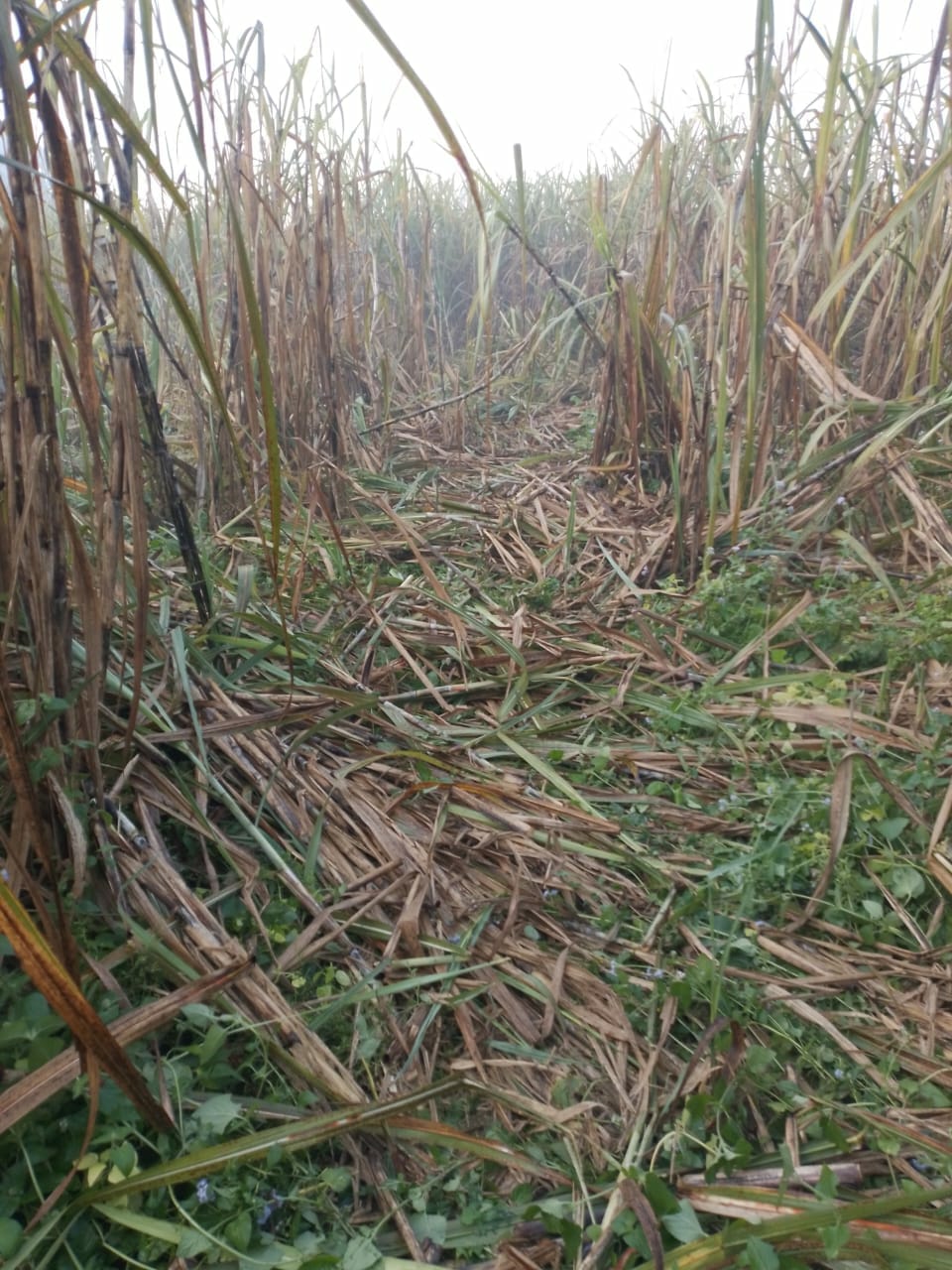 Nepali elephants destroy sugarcane crop