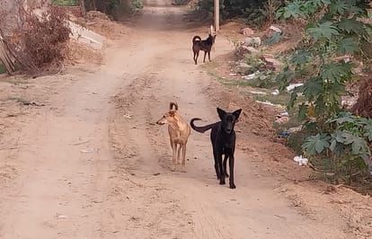Moradabad: Video of beating dog by tying it with rope went viral, PFA members filed case against three