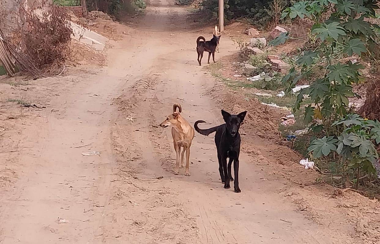 Question on expenditure of Rs 5 crore on sterilization of dogs