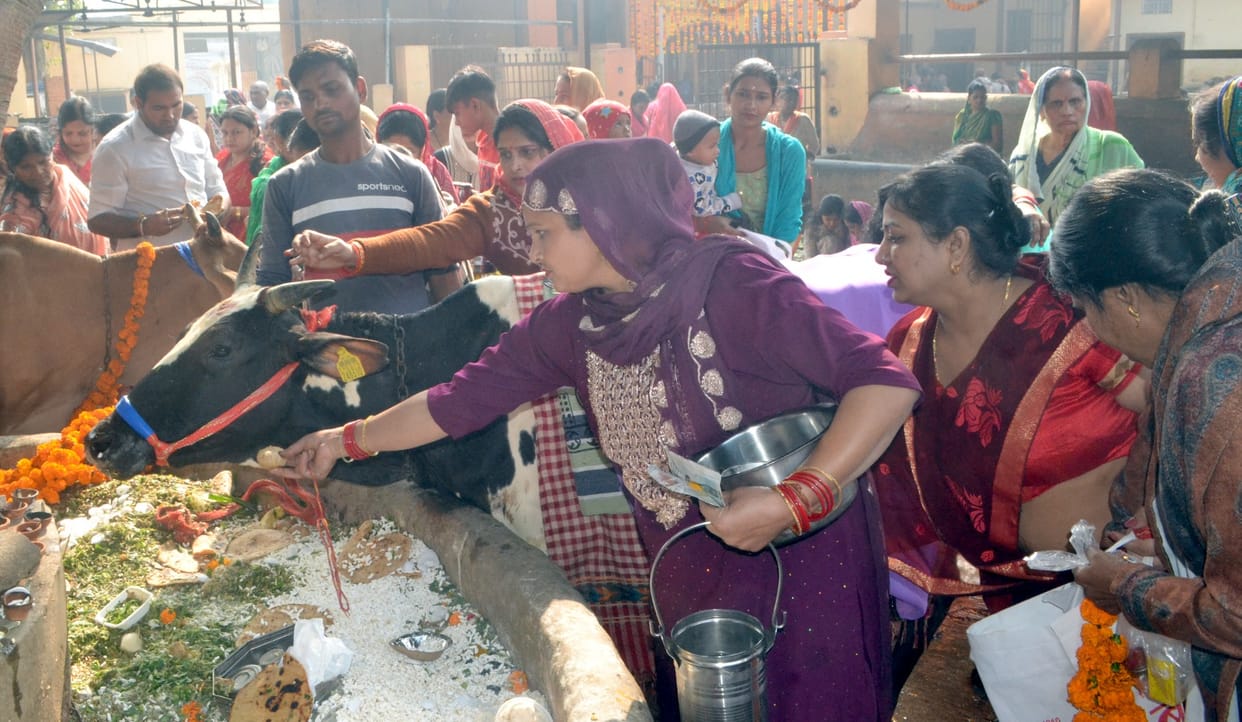 Gopashtami celebrated with pomp in cowsheds