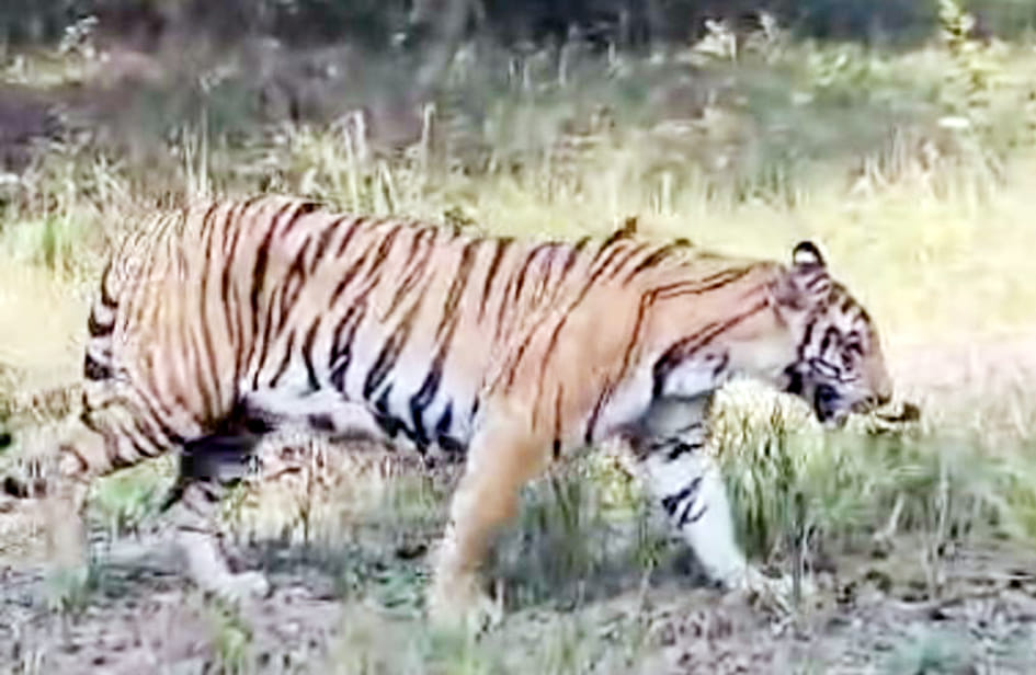 Tiger sightings taking place in Dudhwa and Kishanpur