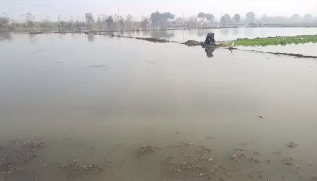 Badhwana canal overflows, freshly sown crops submerged