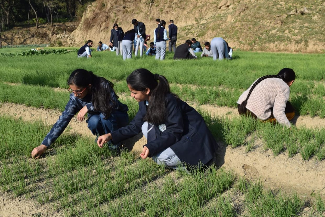 Nashik's best quality red onion seedlings ready in Neri