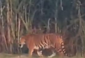 Villagers were shocked to see two tigers on the edge of the fields