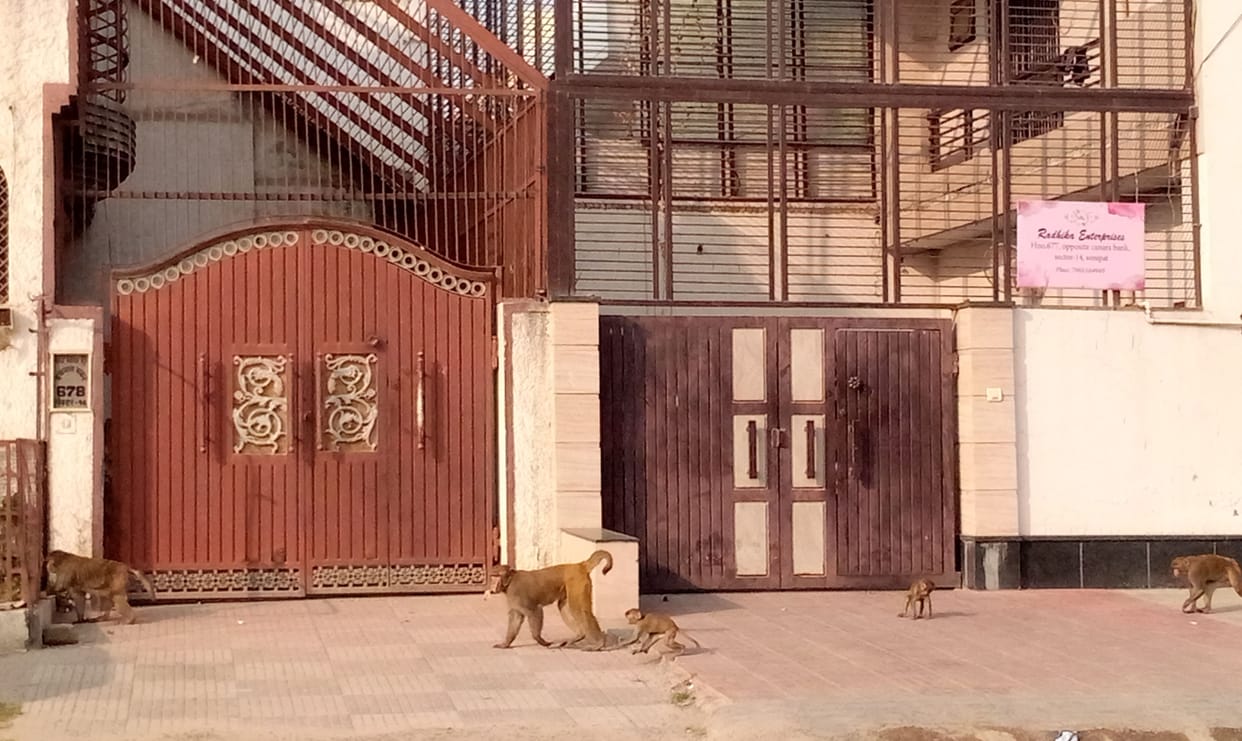 Hope raised to get rid of monkeys, tender floated after five months
