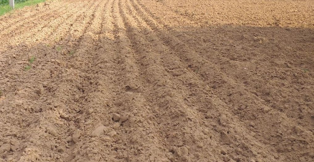 Sowing will be done in about seven and a half lakh acres in Rabi season, now urea is required along with irrigation