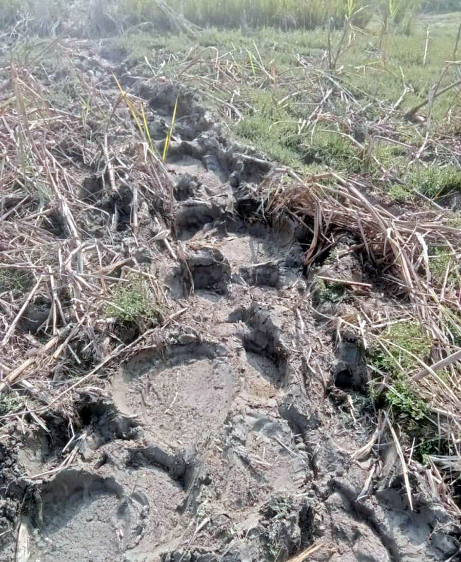 Wild elephants trampled 15 acres of sugarcane crop