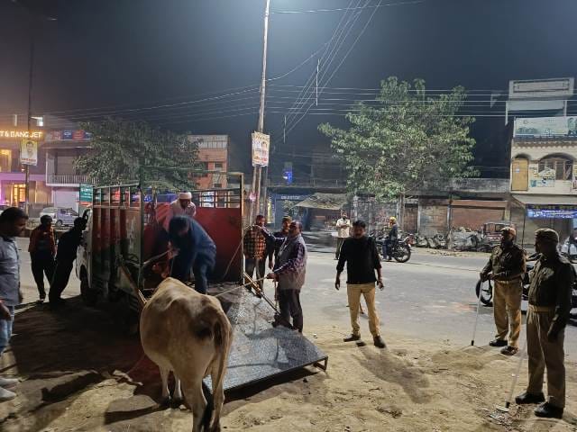 Stray animals caught by operation at night