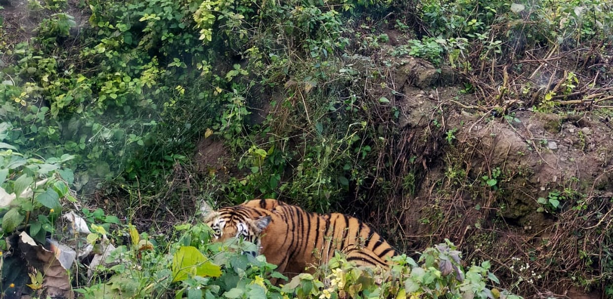 Tigress injured in accident rescued in four hours