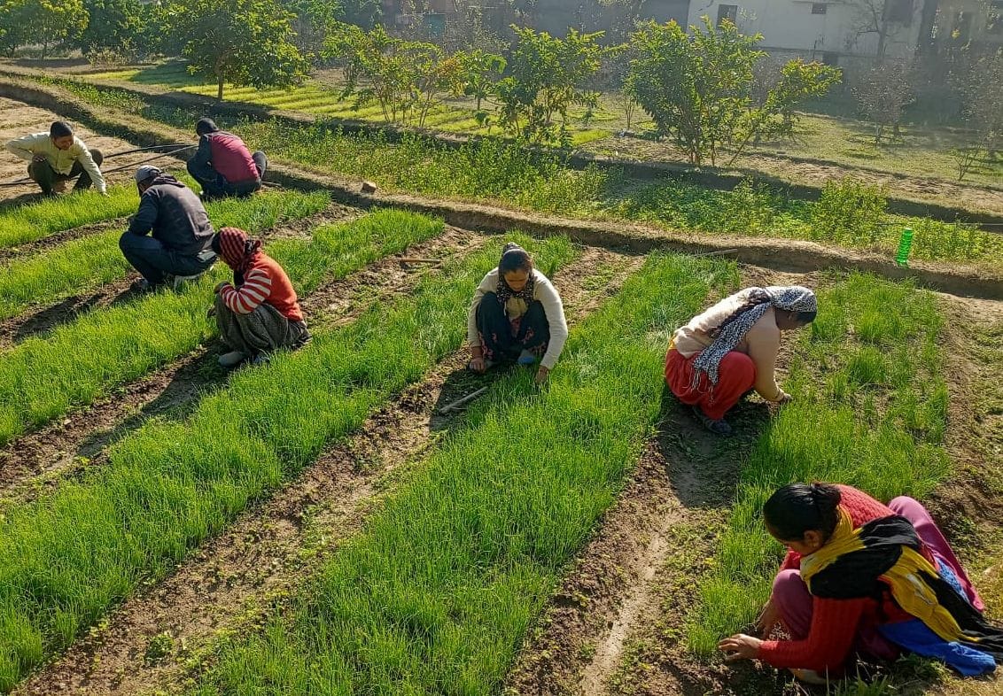 15 lakh onion seedlings prepared in the nursery of Horticulture Department