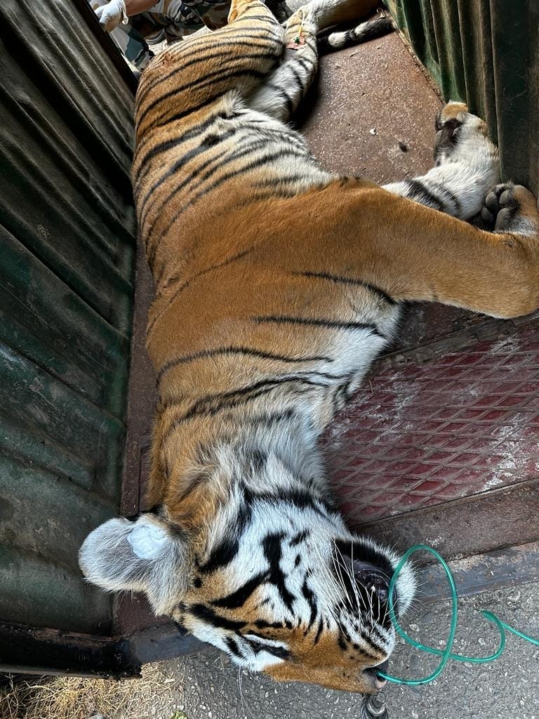 Tiger kills worker in Dhikala zone of Corbett